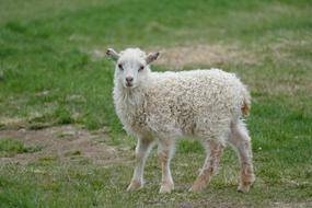 Sheep Small Animal
