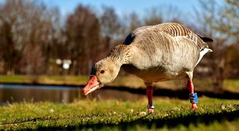 Goose Water Bird Animal