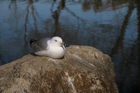 Animal Bird Nature