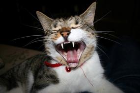 Cat Yawning