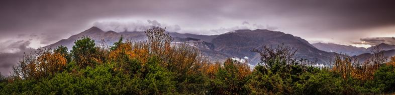 forest landscape by the mountains