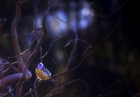 a bird in the evening light