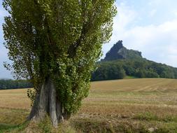 lonely tree against a mountain backdrop
