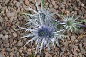 Flower Thistle
