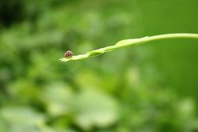 Green Ladybug Seven Background