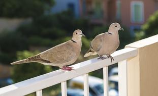 Dove Bird