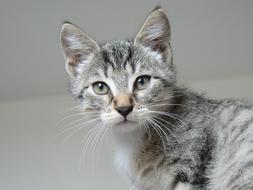 cute gray kitten looks attentively