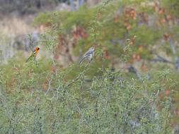 Bird Ave Nature