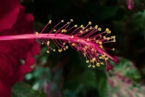 beautiful branch of a pink flower