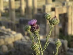 Thistle Green Purple
