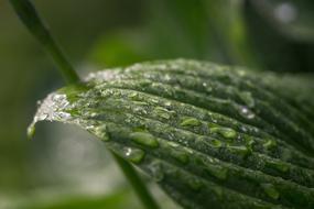 Leaf Green Wet Drops Of
