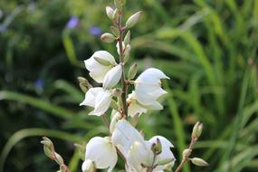 Flower Nature
