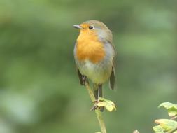 Robin Bird