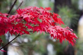 Autumn Leaves Red