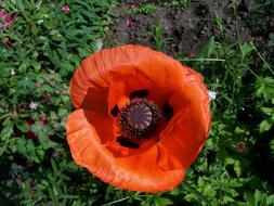 Poppy bud close up