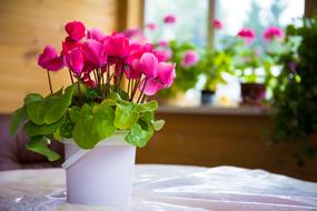 Morning Flower