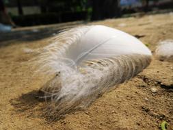 Feather Sand White
