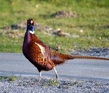 Hunting Pheasant Colorful