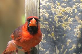 Bird Red Cardinal