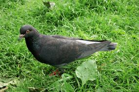 Dove Bird