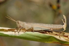 big grasshopper on the grass