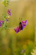 Burnet Blood Butterfly in nature