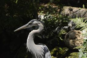 Great Blue Heron Bird