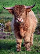 shaggy brown bull