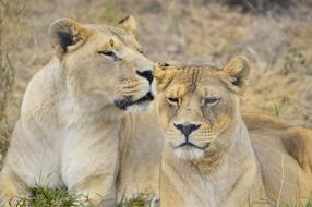 cute lions on safari