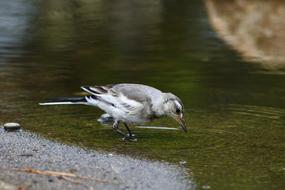 Animal Little Bird High Security