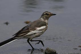 Animal Little Bird near pond