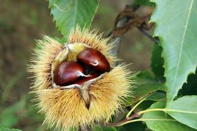nuts in the great outdoors