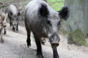 black boar with fluffy ears