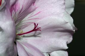 Blossom Bloom Flower