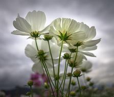 Cosmos Autumn Flowers
