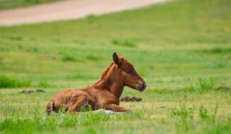 Foal Horse Animal