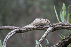 Squirrel Garden Branch