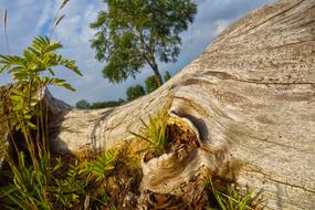 Tree Trunk Wood