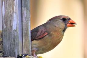 Bird Colorful Female Cardinal