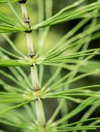 Horsetail Fern Close Up Forest