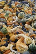 garden colored pumpkins