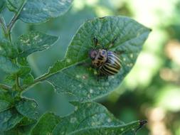 Insect Potato Colorado