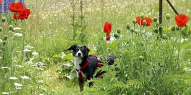 Dog Meadow Seiser