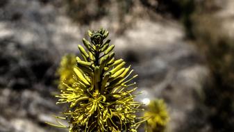 Caterpillar Desert Plant Green