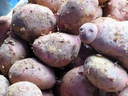 fresh homemade potatoes