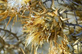 thorny flowers in the light
