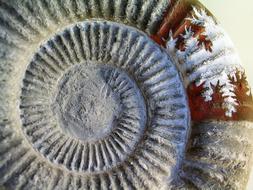 Fossil Art Stone