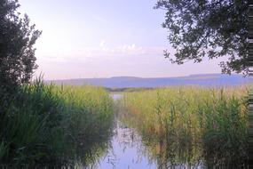 green grass with a river in the forest