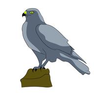 falcon bird predator cartoon clipart
