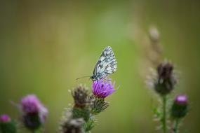 Small Butterfly on purple flower